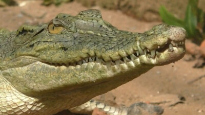 Crocodile saves life of woman who jumped into Ganga to die by suicide