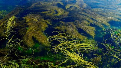 sea-weed