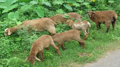 sheep2