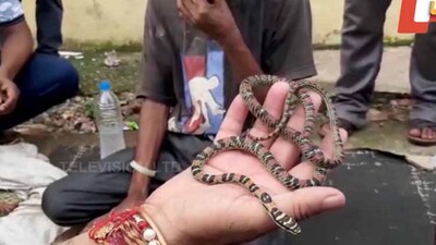 snake-