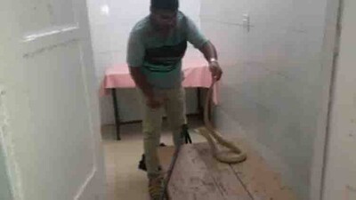 snake-
