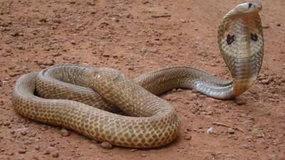 snake-bites-Odisha