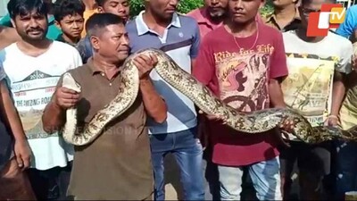 snake-rescued-11