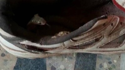 snake-rescued-2