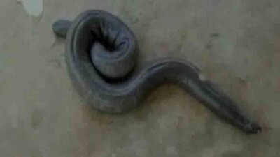 snake