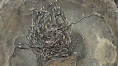 snakes