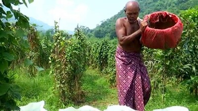 successful-farming