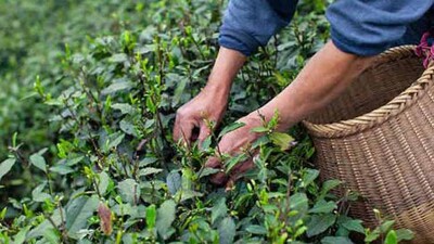 tea-plant