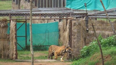 tiger-Mahavir