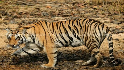 Sundari