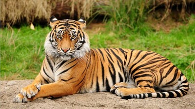 tiger1