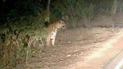 tiger
