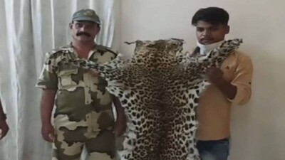 Leopard Poaching Goes Rampant: Another Big Cat Skin Seized In Berhampur