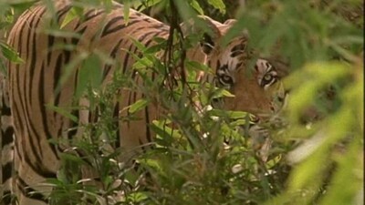 tigress-satkosia