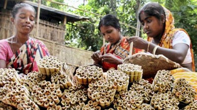 tobacco-bidi-farmer-759