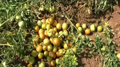 tomato