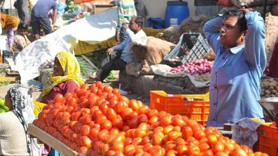 tomatoes