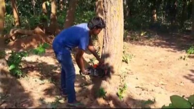 tree-felling
