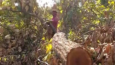 trees-felling-Talabira