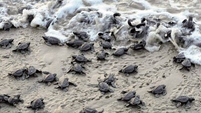 turtle