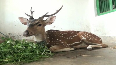 deer rescued Odisha