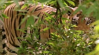 Satkosia Tiger