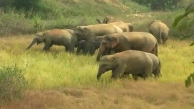 elephant attack compensation