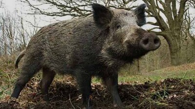 wild-boar-attack