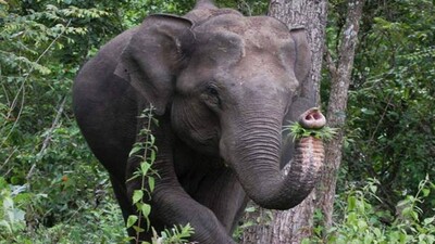 Tusker
