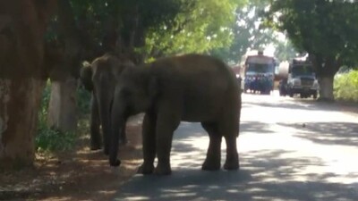 Elephant tramples man