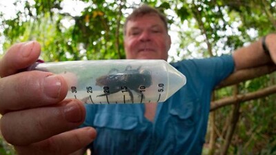 worlds-largest-bee