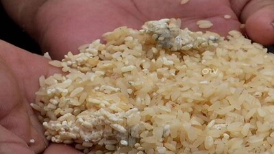 worm-infested-rice-Puri