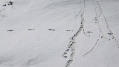 yeti1