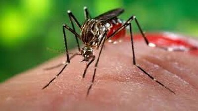 zika