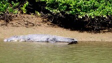 Odisha’s Bhitarkanika records 116 endangered estuarine crocodiles nesting sites in 2025