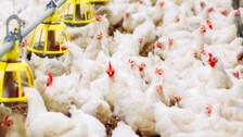 China Reports First Human Case Of H10N3 Bird Flu