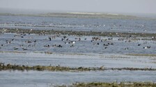 Chilika - ZSI