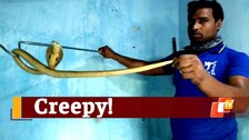 Snake rescued, Cobra rescued