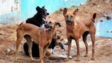 Stray dogs injure 12 persons on Rourkela Steel Plant premises