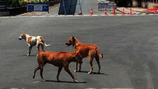 Animal Cruelty: Dog 'Beaten' And 'Torched' Alive By Woman In Bhubaneswar