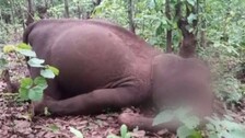 Elephant-death