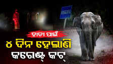 ହାତୀ ପାଇଁ ୪ ଦିନ ଅନ୍ଧାରରେ ୧୦ ହଜାର ଲୋକ