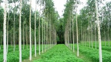 Eucalpatas
