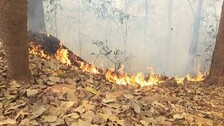 No Ongoing Forest Fire In Odisha: Task Force Chief