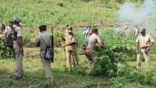 Gajapati: Ganja Cultivation Worth Over Rs 17 Crore Set On Fire