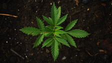 Ganja