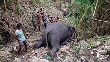 18 Elephants Killed In Lightning Strikes In Assam