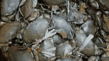 Boost Up For Aquaculture Sector: Innovative Mud Crab Hatchery Technology Gets Patent