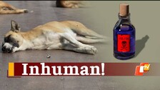 Odisha Woman Poisons Six Stray Dogs To Death For Damaging Her Vehicle