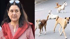 Maneka Gandhi Seeks Action Against Woman Who Poisoned 6 Stray Dogs In Sambalpur